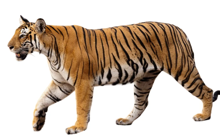 Tiger before and after animal background removal overlay