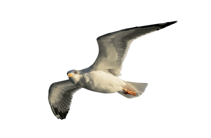 Seagull isolated from the background